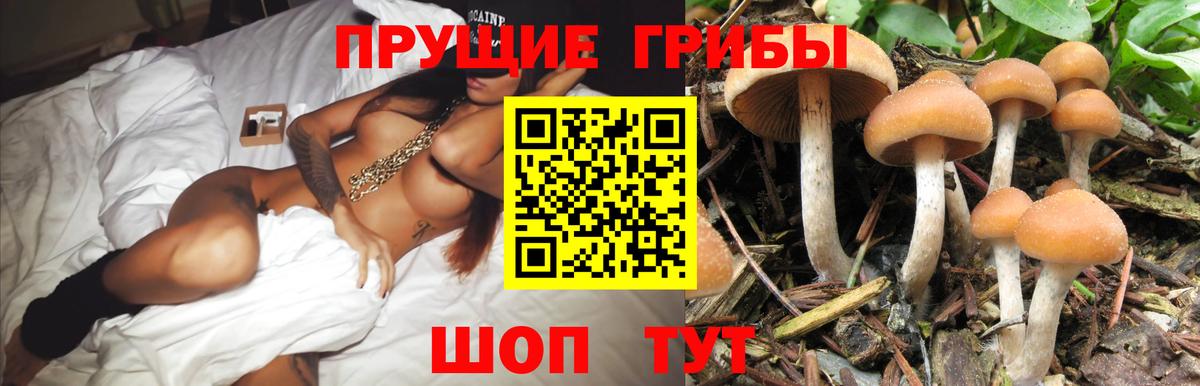 Псилоцибиновые грибы Cubensis Сибай